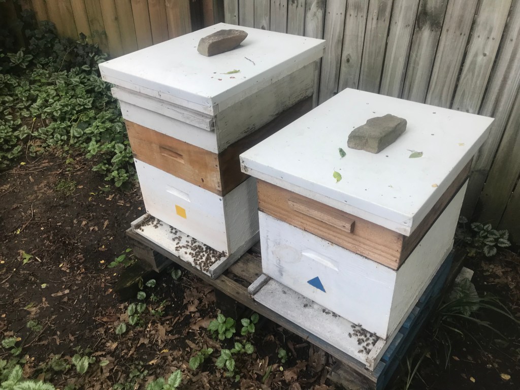 Two Halo Honey beehive boxes in the apiary