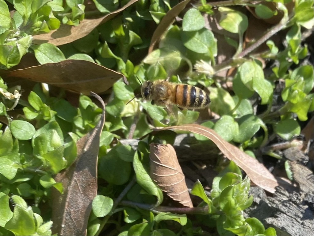 A honeybee flies low over green ground cover in the Hoffmanns' garden