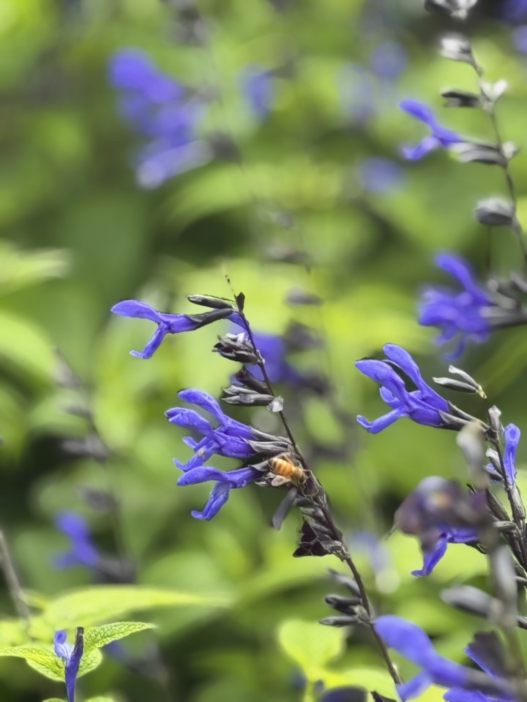 A honeybee forages on blue salvia in the Hoffmanns' garden