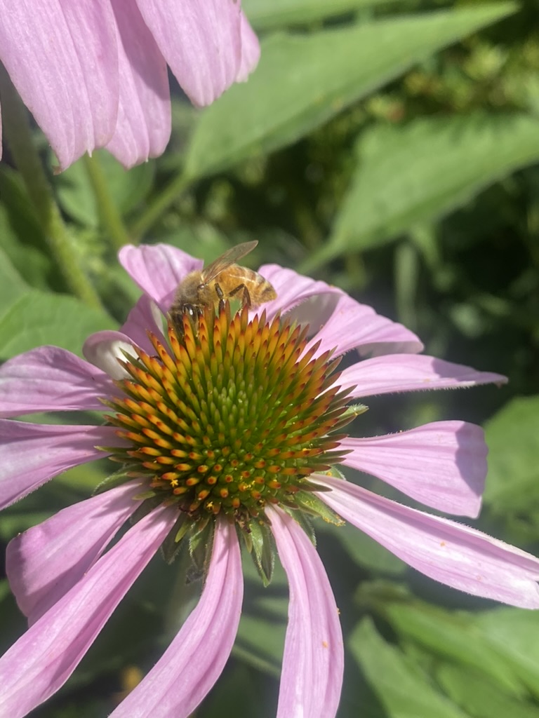A honeybee gathers pollen from purple coneflower (echinacea) in the Hoffmanns' garden