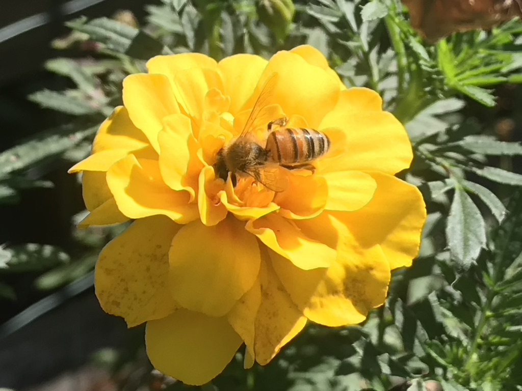 A honeybee visits a marigold bloom in the Hoffmanns' garden