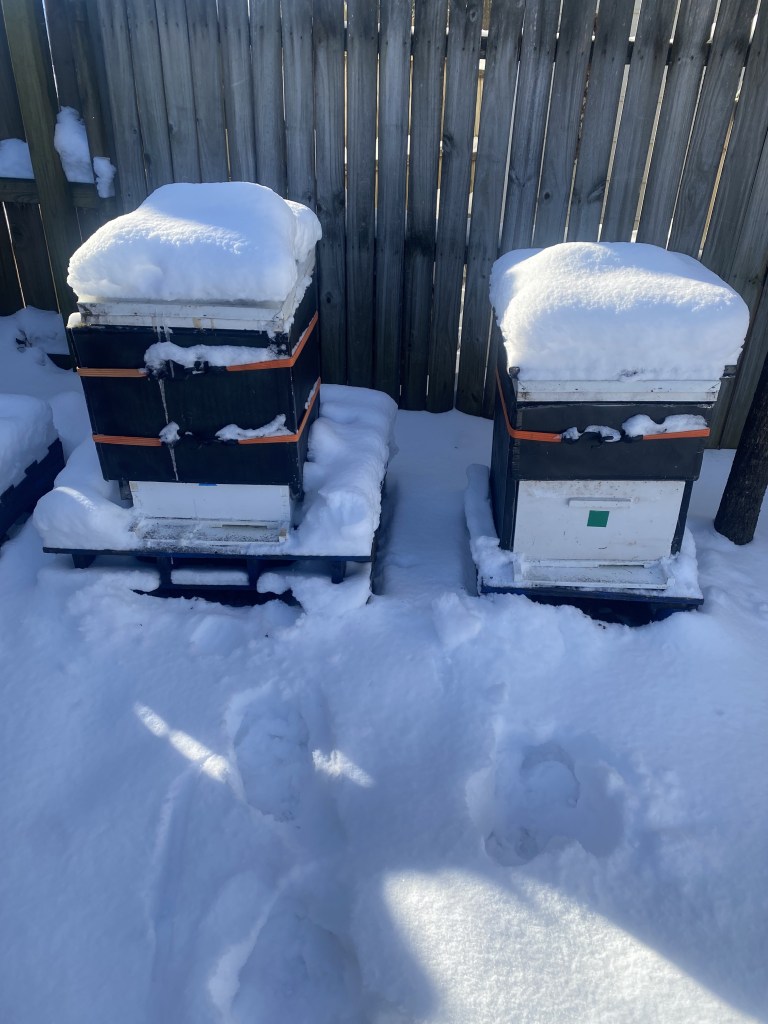 Two of Halo Honey's hives blanketed in snow against the backyard fence