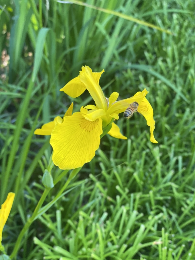 A honeybee visits a yellow iris blossom in the Hoffmanns' garden